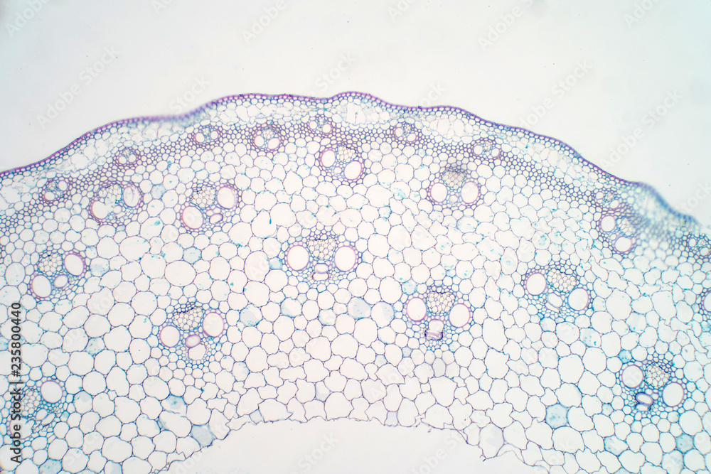 Cross sections of plant stem under microscope view. Stock Photo | Adobe ...