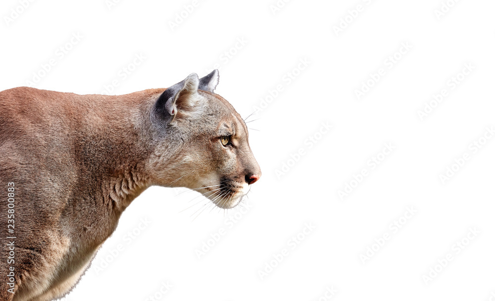 Portrait of Beautiful Puma. Cougar, mountain lion, isolated on white  backgrounds Stock Photo | Adobe Stock