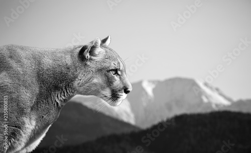 Portrait of Beautiful Puma. Cougar, mountain lion, puma, panther, striking pose, scene in the mountains, wildlife America