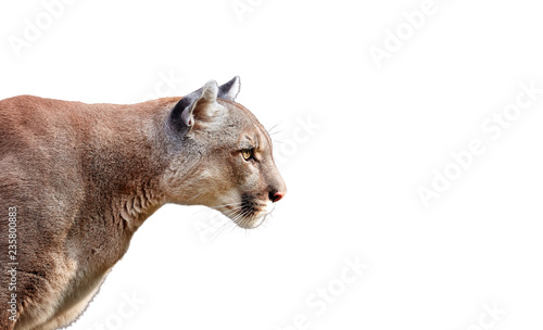Portrait of Beautiful Puma. Cougar, mountain lion, isolated on white backgrounds