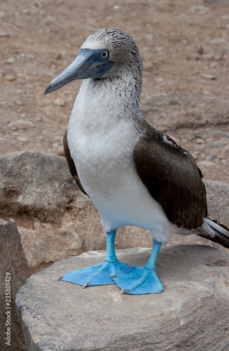 Blue-Footed Booby on Espanola Island, Galapagos Islands photo