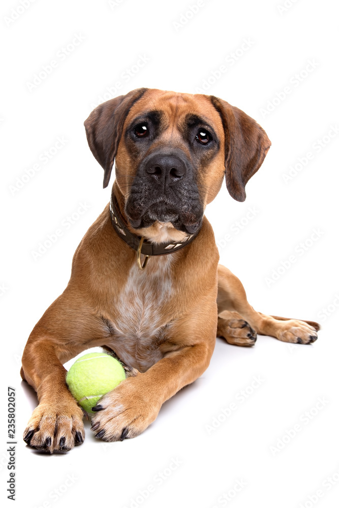 mixed breed dog from a boxer and a labrador