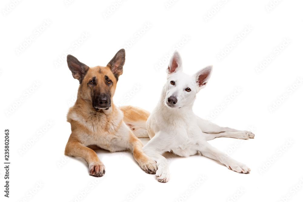 two shepherd dogs