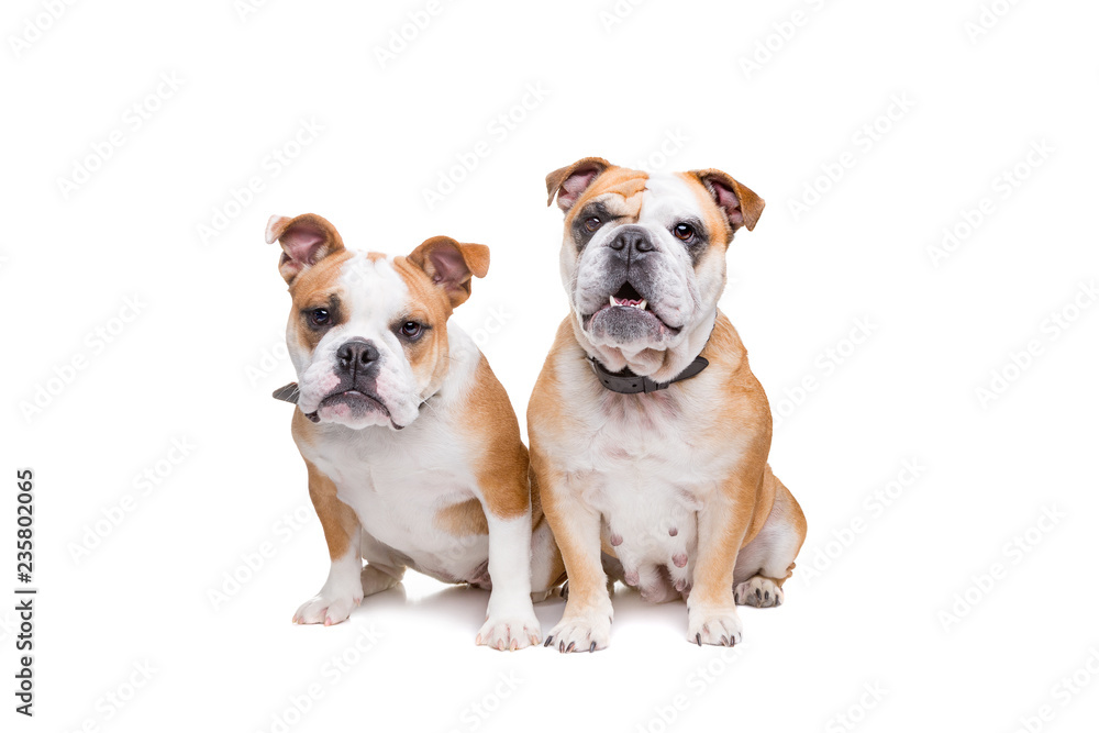 two english bulldogs