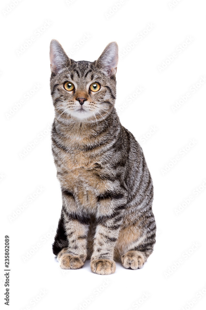 Fototapeta premium Europejski kot o krótkich włosach