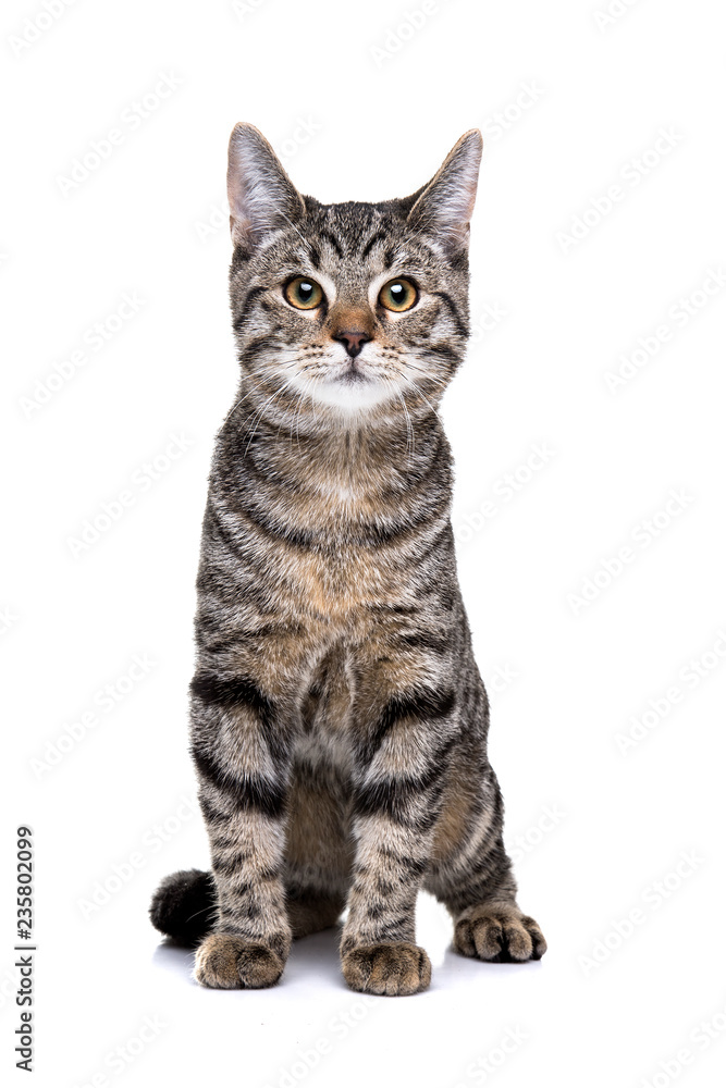 European short haired cat European short haired cat