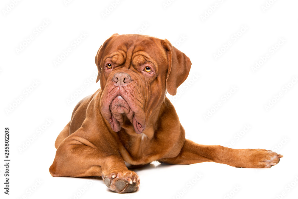 French Mastiff dog French Mastiff dog
