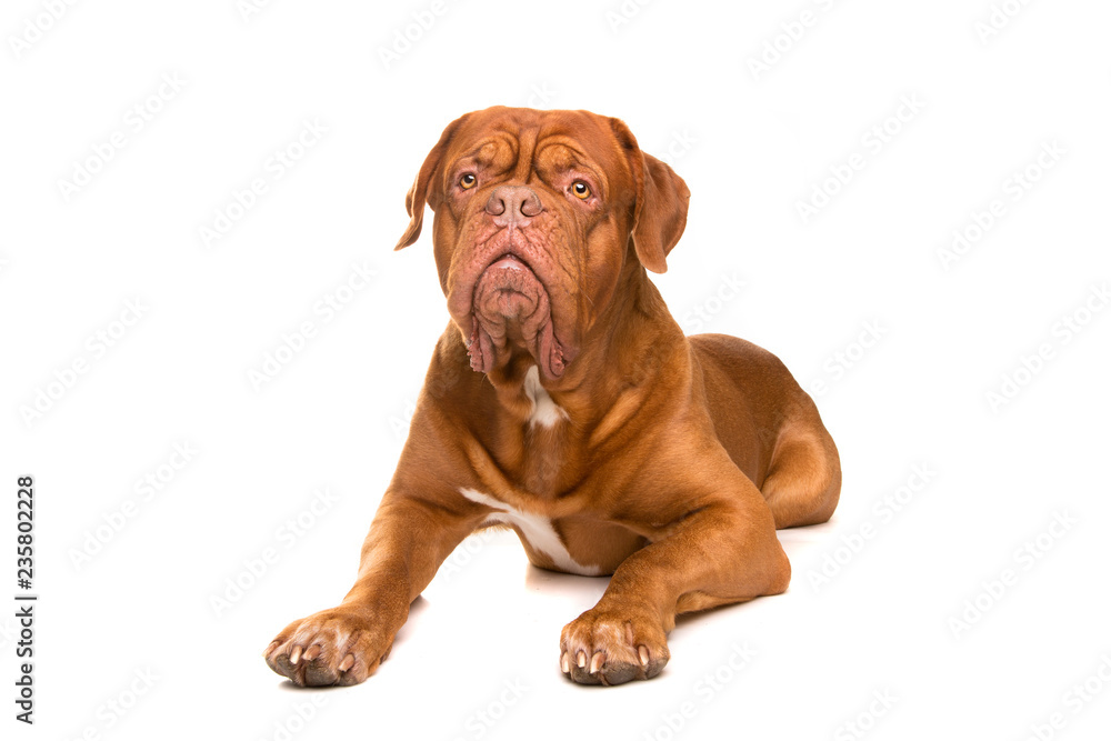 French Mastiff dog