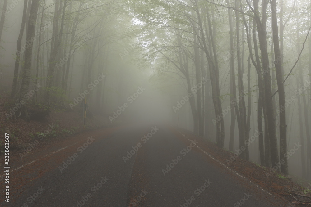 Obraz premium fog in the forest