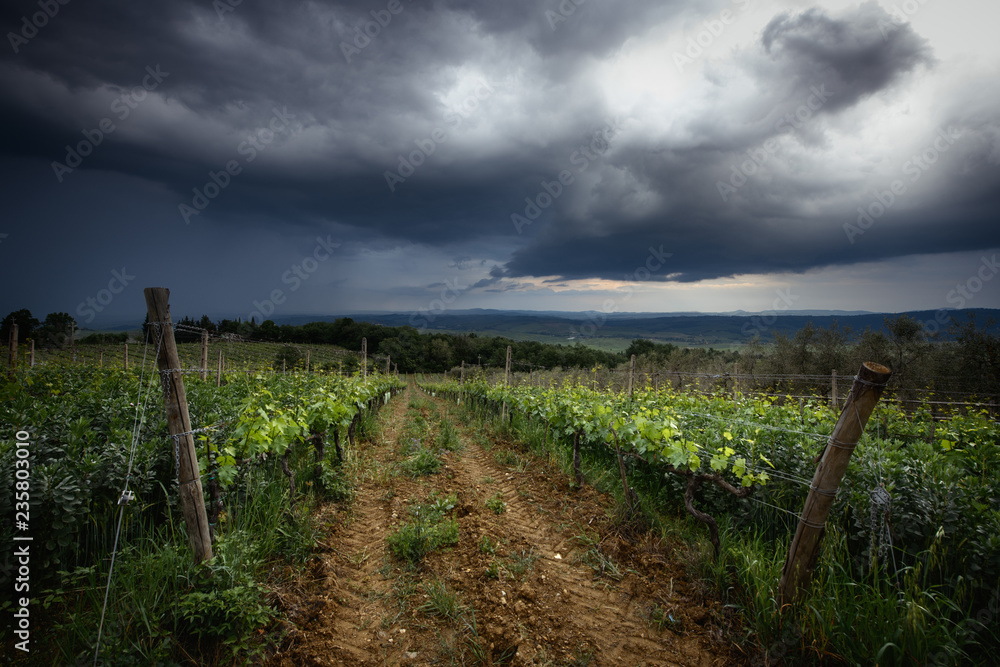 Fototapeta premium vineyard in france