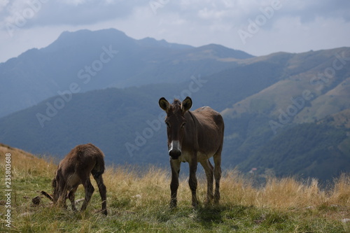 donkey in the mountains © Anton Rostovsky