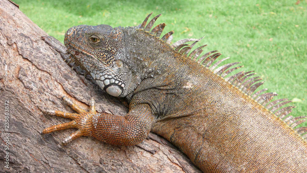 Fototapeta premium Land iguana in a park in Guayaquil, Ecuador
