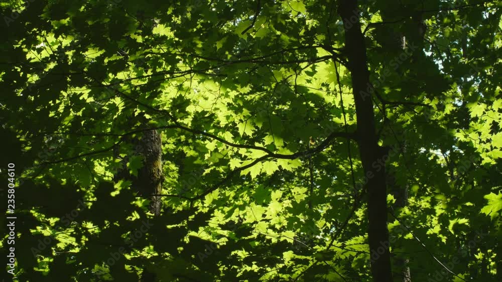 Sunlit and shady patterns in summer maple leaves. Ontario, Canada. Sunlit and shady patterns in summer maple leaves. Ontario, Canada.