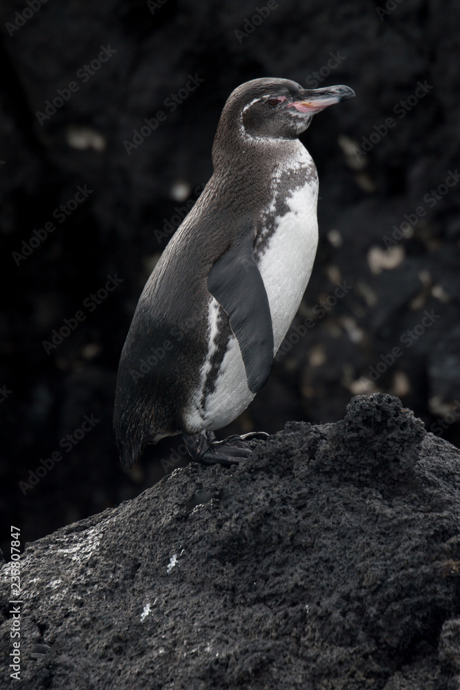 Fototapeta premium Galapagos Penguin on the rocks on Fernandina, Galapagos Islands