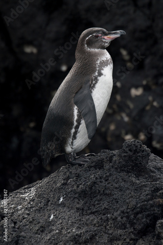 Galapagos Penguin on the rocks on Fernandina, Galapagos Islands