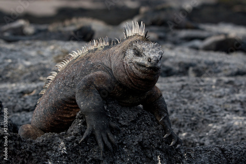 Marine Iguana sunning on the rocks on the island of Fernandina, Galapagos Islands