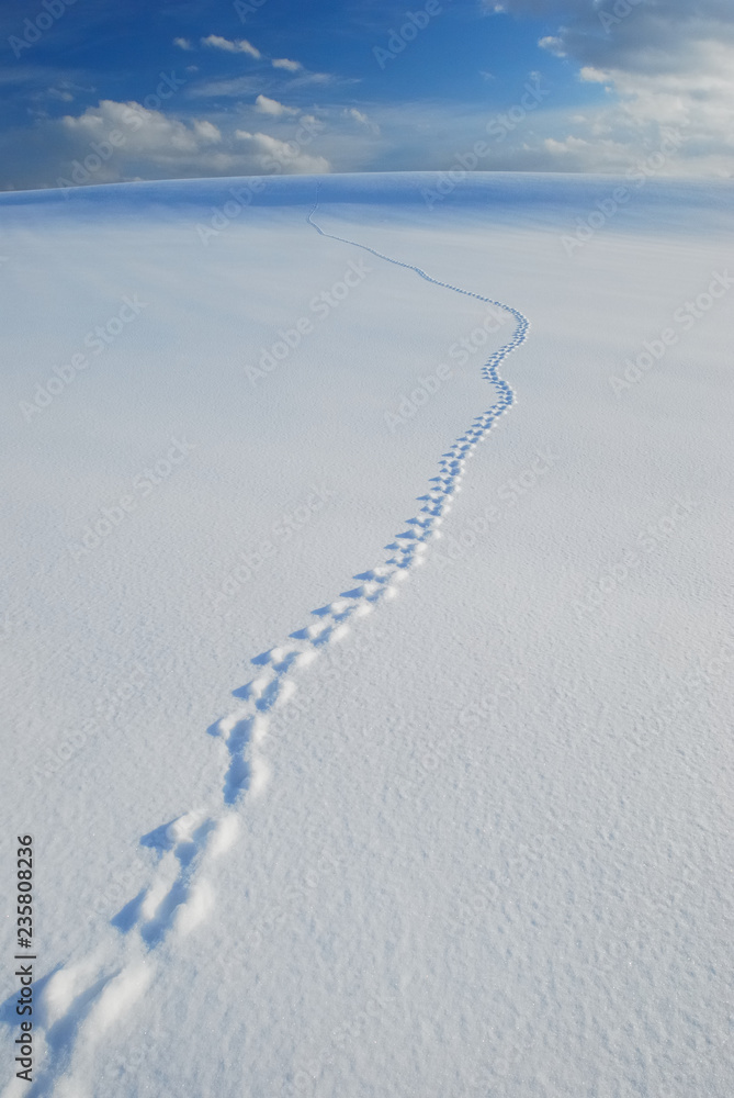 北海道の雪景色 新雪 北海道の雪景色 新雪