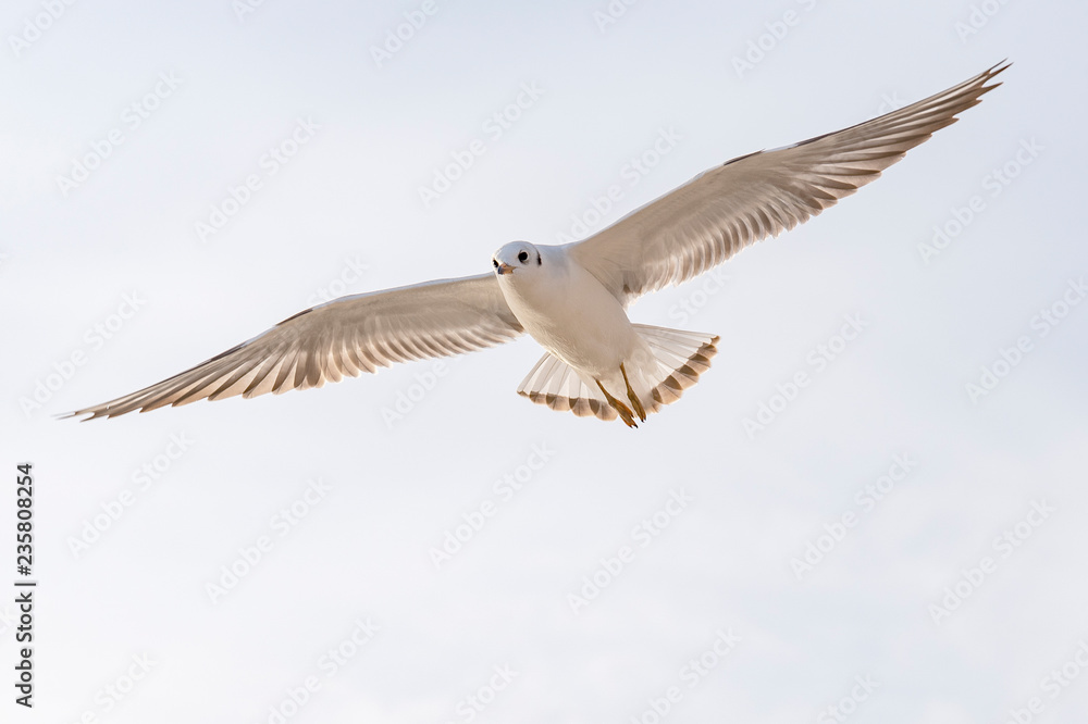 Obraz premium Seagull in flight with spread wings