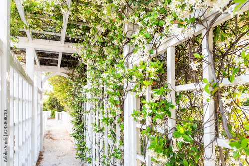 Closeup of patio outdoor spring flower garden in backyard porch of home, romantic white wood with pergola wooden arch path, climbing covering vine plants