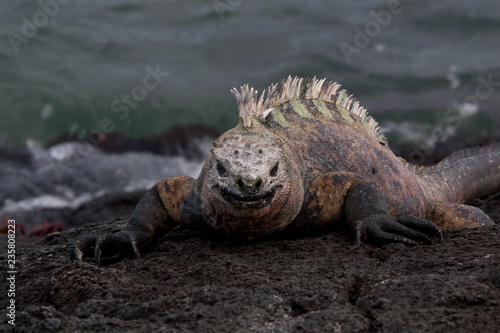 Marine Iguana sunning on the rocks on the island of Fernandina, Galapagos Islands © Steve Azer