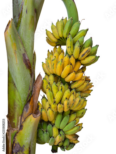 Banana tree with a bunch of ripe yellow bananas. (clipping path)