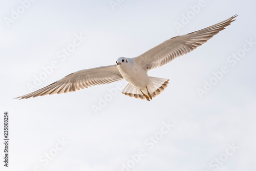 Seagull in flight with spread wings