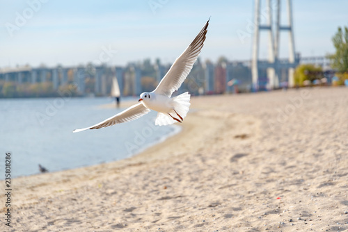 Seagull in flight on the beach