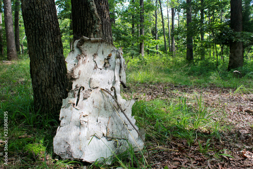 Birch Bark Cello in a summer Forest landscape