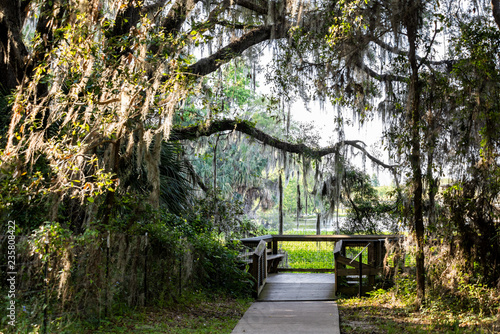 Southern live oak tree with hanging Spanish moss in Paynes Prairie Preserve State Park in Florida, wooden boardwalk photo