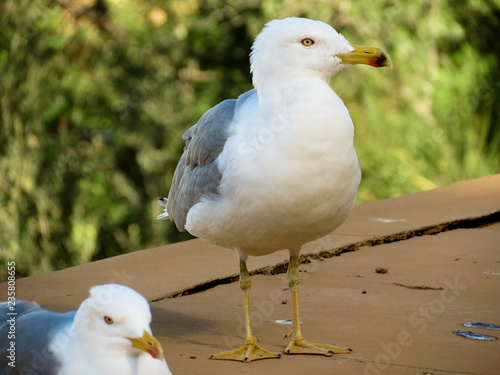 Bird in Barcelona