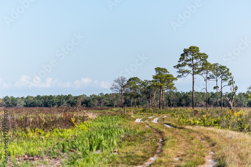 Prairie landscape with trees and trail path in Myakka River State Park Wilderness Preserve in Sarasota  Florida