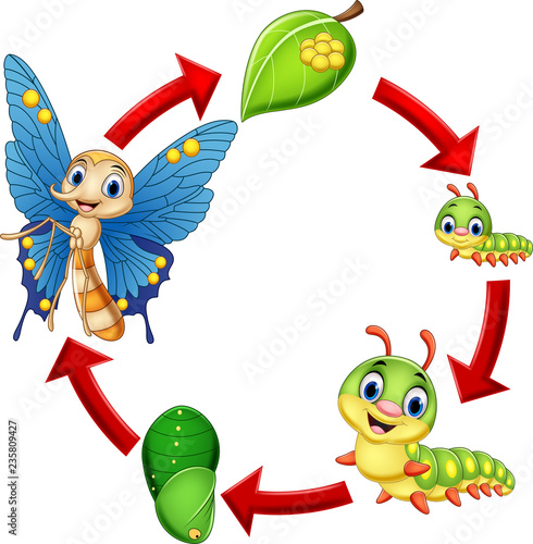 Illustration of butterfly life cycle