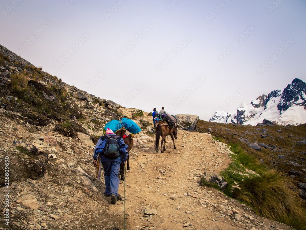 Fototapeta premium packing horses in Peru 
