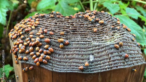 4K HD video of many ladybugs on a fence post. Generally considered useful insects, because many species prey on herbivorous homopterans such as aphids or scale insects, which are agricultural pests photo