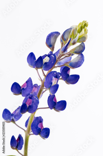 Isolated Bluebonnet Flower