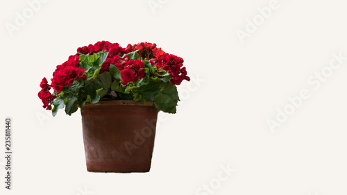 Roses in pots, white background