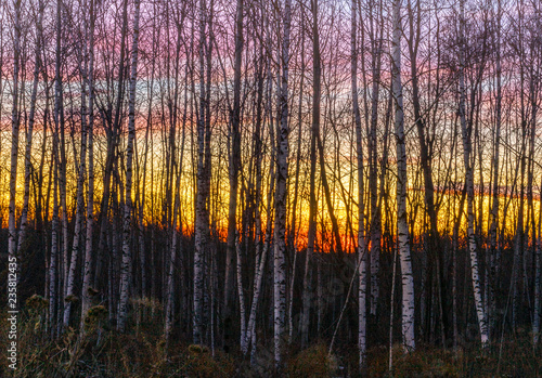 Sunset through the birch trees