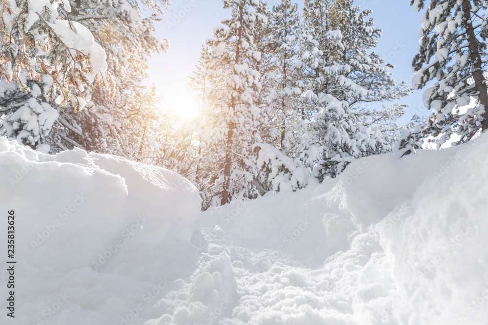 Pine trees covered in snow, winter landscape Pine trees covered in snow, winter landscape