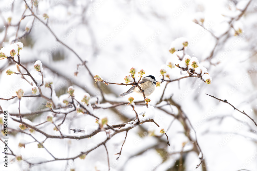One chickadee bird perched on sakura, cherry tree branch covered in snow with buds during heavy snowing, snowstorm, storm in Virginia One chickadee bird perched on sakura, cherry tree branch covered in snow with buds during heavy snowing, snowstorm, storm in Virginia