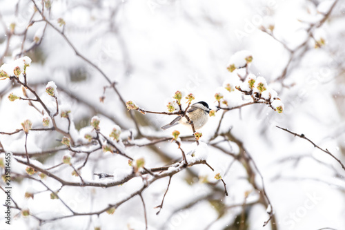 Fototapeta Naklejka Na Ścianę i Meble -  One chickadee bird perched on sakura, cherry tree branch covered in snow with buds during heavy snowing, snowstorm, storm in Virginia