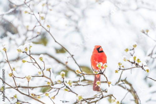 Closeup of fluffed, puffed up orange, red male cardinal bird, looking up, perched on sakura, cherry tree branch, covered in falling snow with buds, heavy snowing, cold snowstorm, storm, Virginia photo