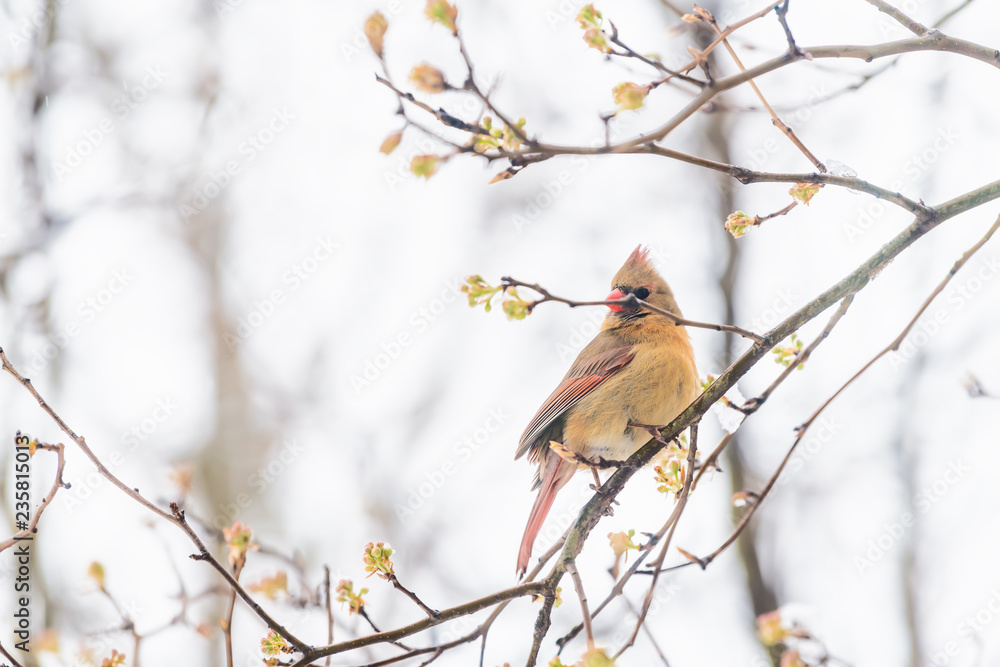 Side closeup of fluffed feathers, puffed up orange, red female cardinal bird, looking, perched on sakura, cherry tree branch, covered in falling snow, buds, heavy snowing, snowstorm, storm, Virginia Side closeup of fluffed feathers, puffed up orange, red female cardinal bird, looking, perched on sakura, cherry tree branch, covered in falling snow, buds, heavy snowing, snowstorm, storm, Virginia