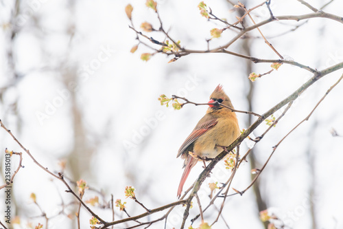 Side closeup of fluffed feathers, puffed up orange, red female cardinal bird, looking, perched on sakura, cherry tree branch, covered in falling snow, buds, heavy snowing, snowstorm, storm, Virginia