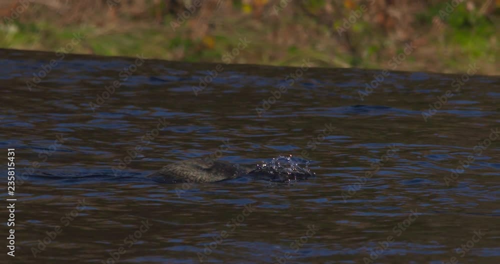 Cormorant black bird floats downstream dips underwater slow motion Cormorant black bird floats downstream dips underwater slow motion