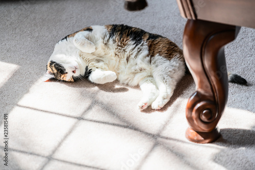 Closeup of happy calico short hair cat, white stomach, belly up, sleeping on carpet floor, lying down on side in bedroom living room indoor house, paws, table, warming up, warm window sunlight, light