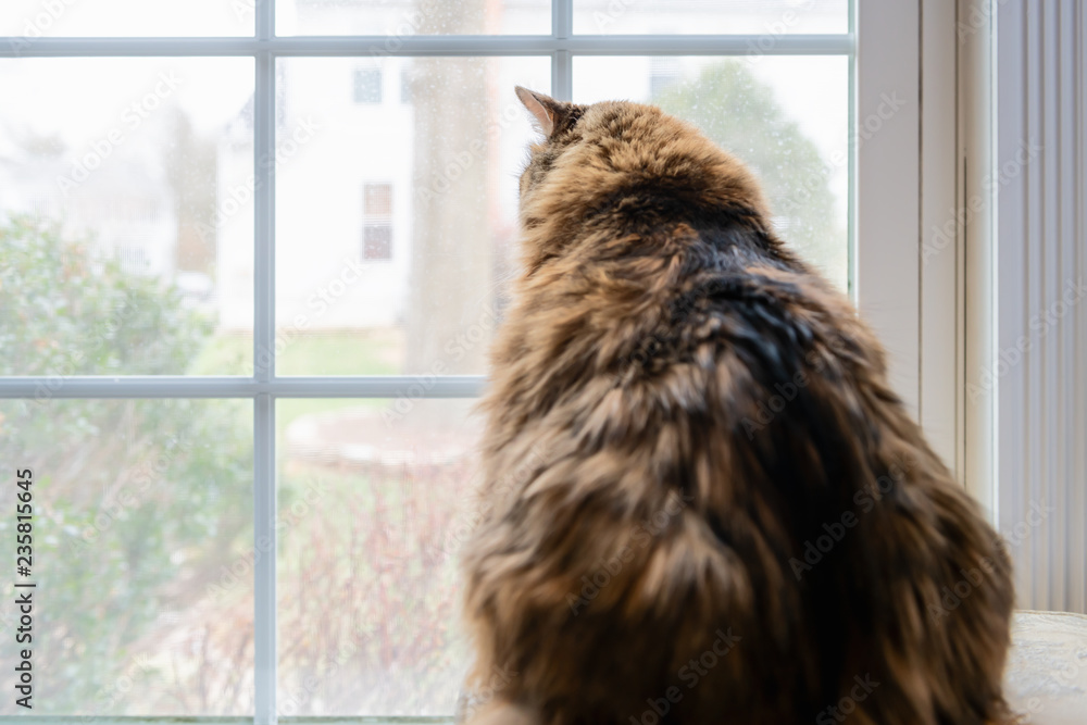 Large female best sale cat