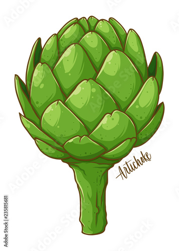 Artichoke vegetable Hand Drawing