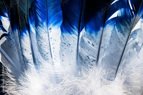 Native American Indian feathers from a headdress costume in blue and white.