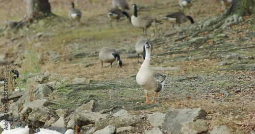Geese and Ducks around a lake