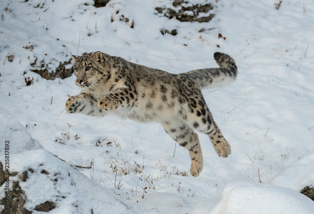 Obraz premium Leaping leopard